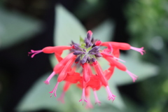 面としての植物