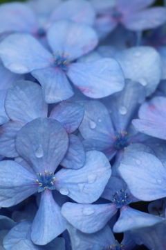 雨に濡れた紫陽花