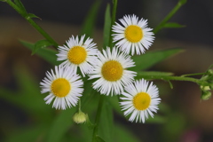 面としての植物