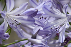 ディズニーシー