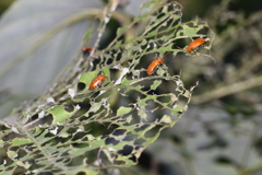 植物