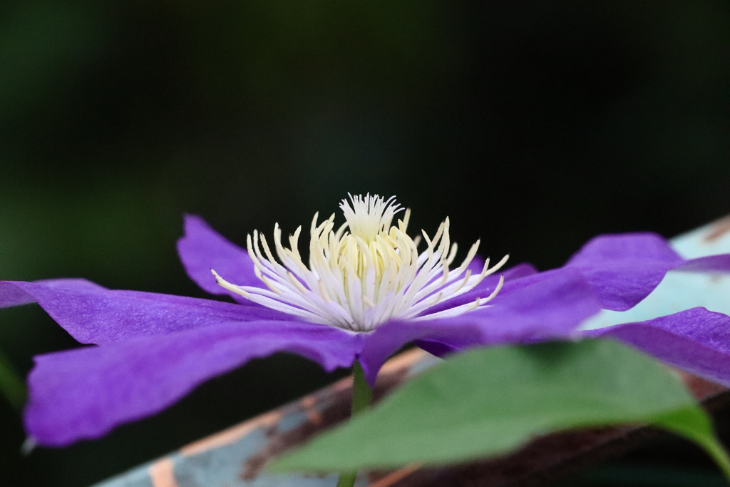 植物