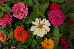 ディズニーシー