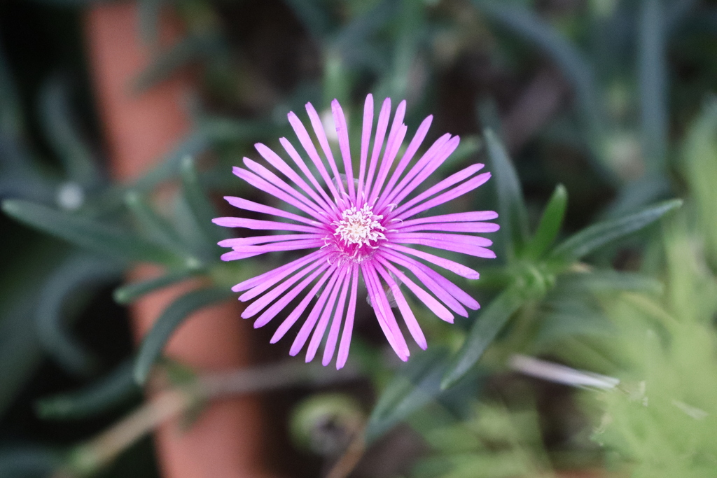 植物