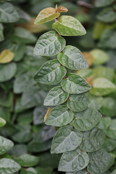 面としての植物