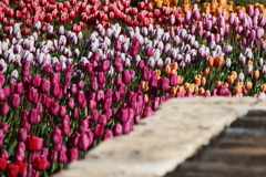 ディズニーシー