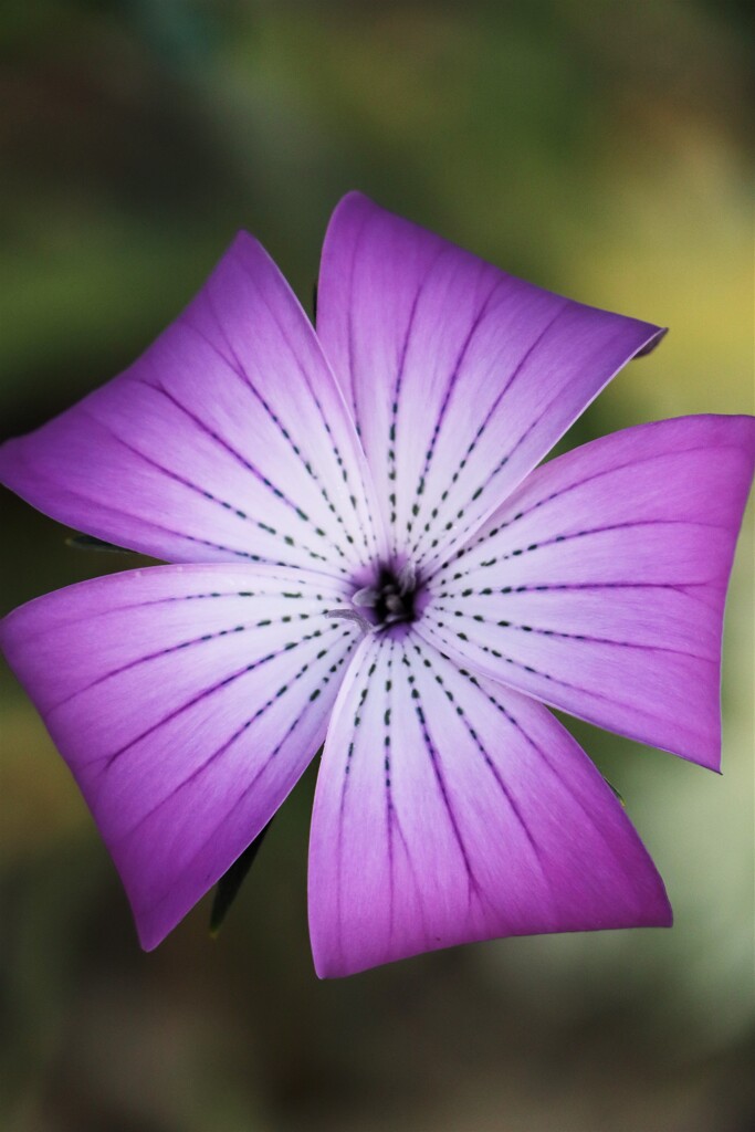 面としての植物