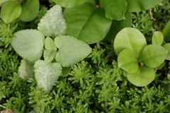 面としての植物