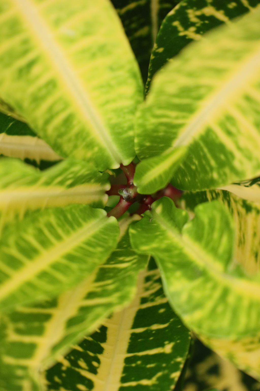 植物
