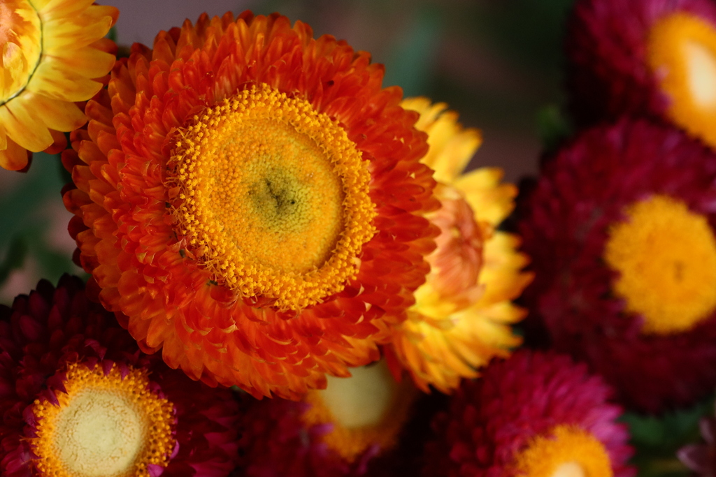 面としての植物