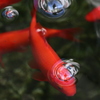 金魚