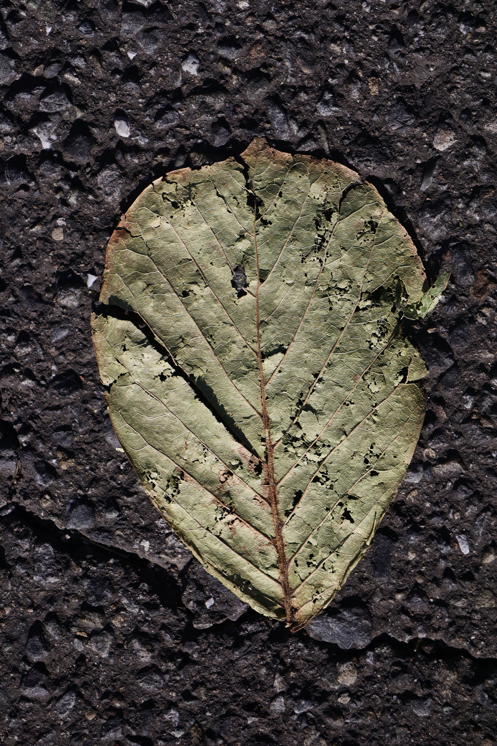 プレスされた植物