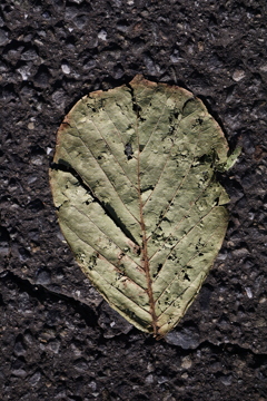 プレスされた植物