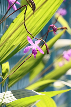 植物