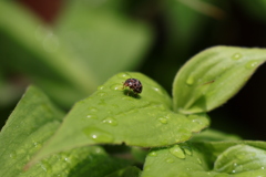 水滴・てんとう虫