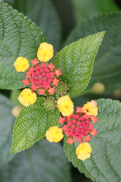 ディズニーシー