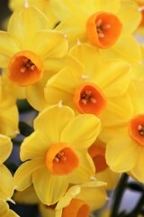 面としての植物