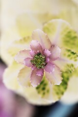 面としての植物