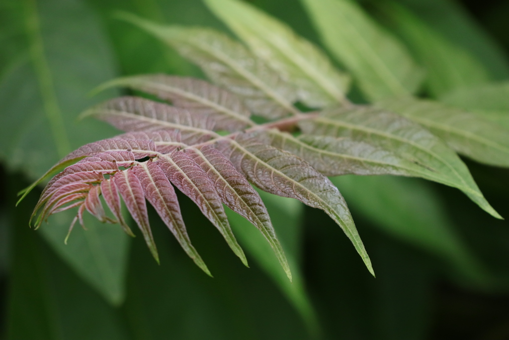 路地に咲く植物