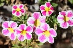 面としての植物
