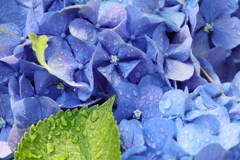 面としての植物