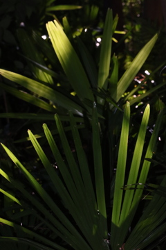 植物