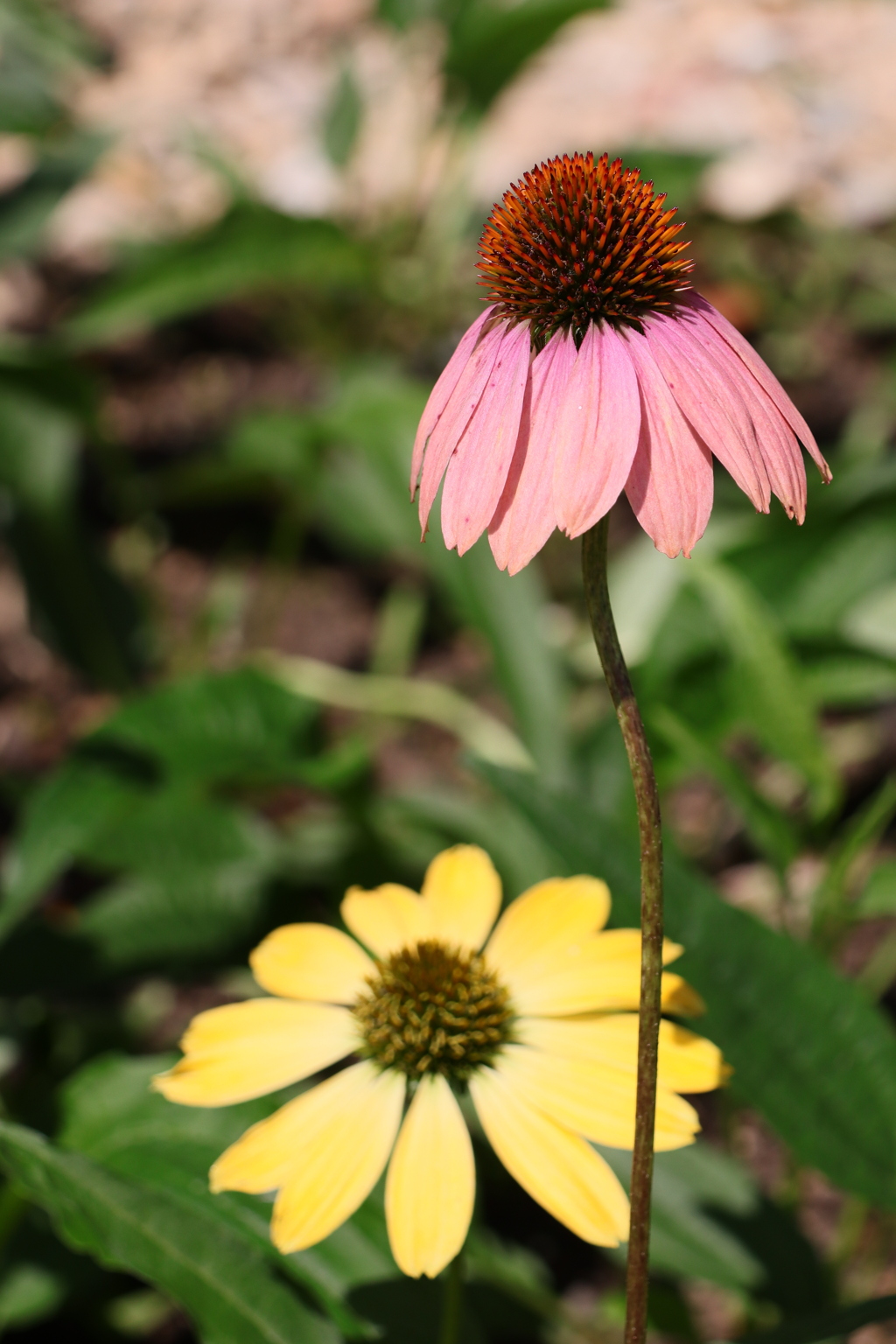 ディズニーシー