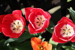 面としての植物