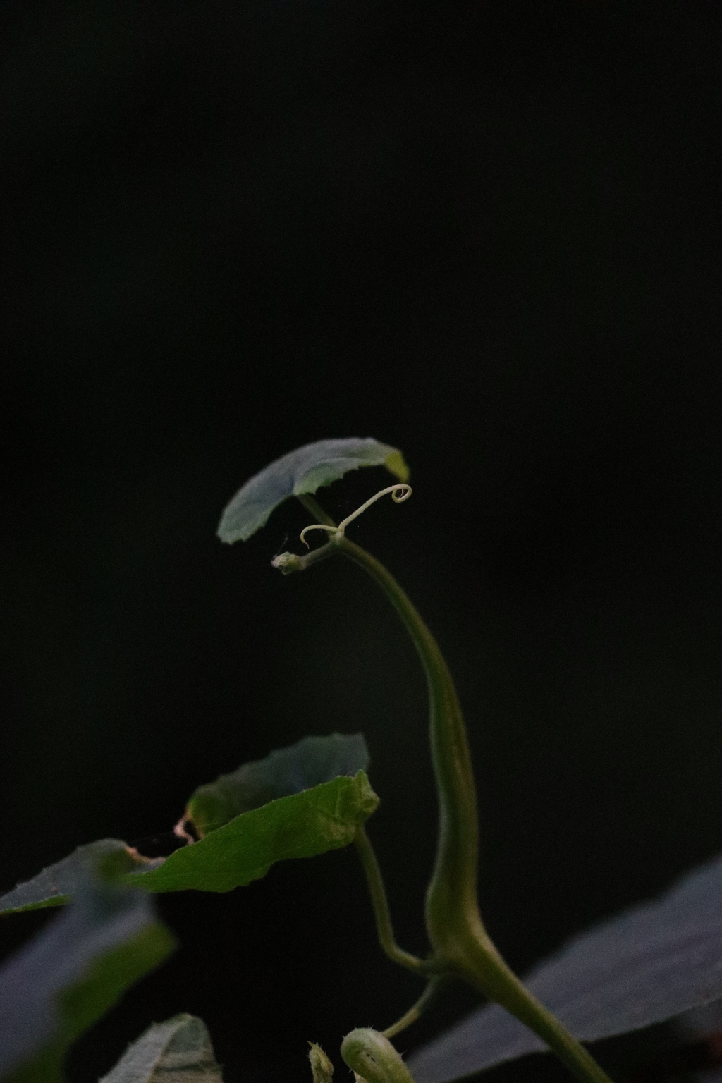 植物