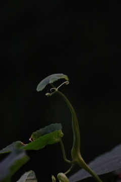 植物
