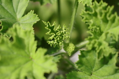 面としての植物