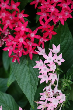 面としての植物