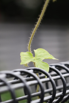 植物