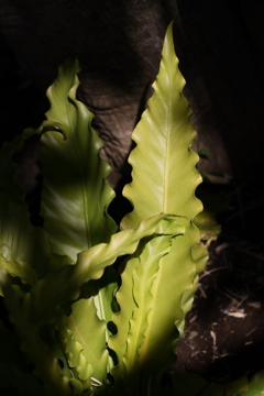 ディズニーランド