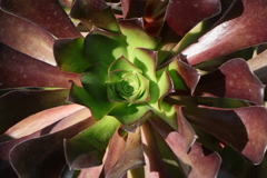 面としての植物