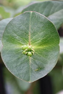 面としての植物