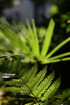 植物