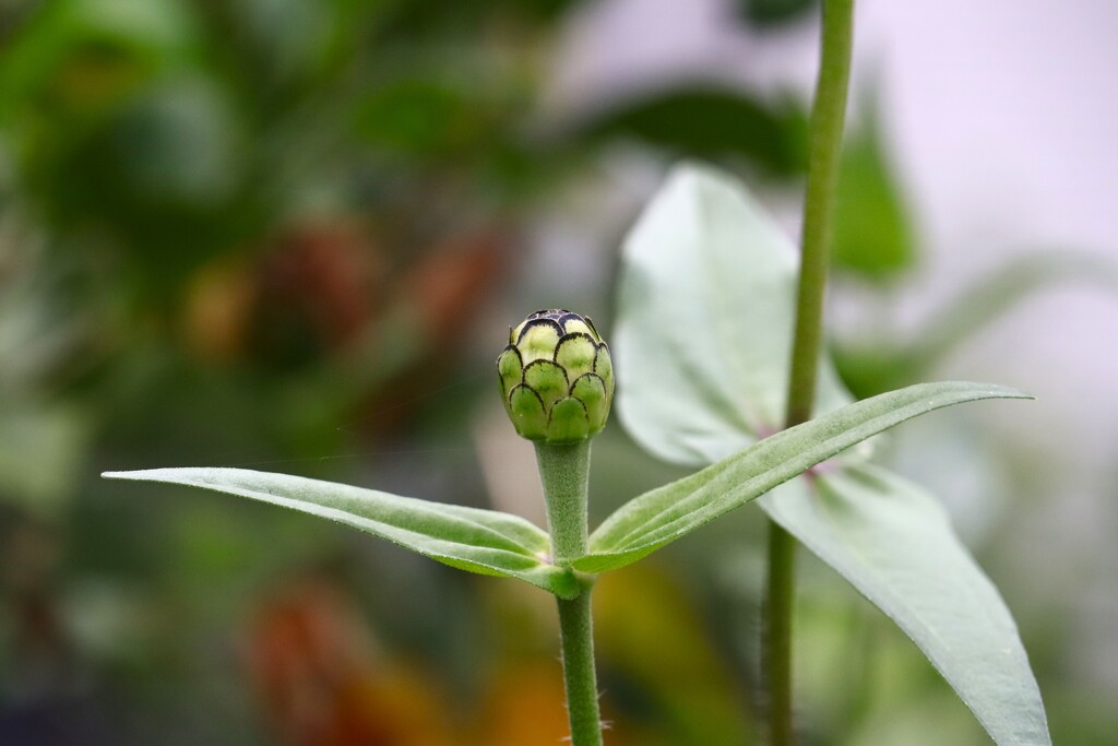 植物