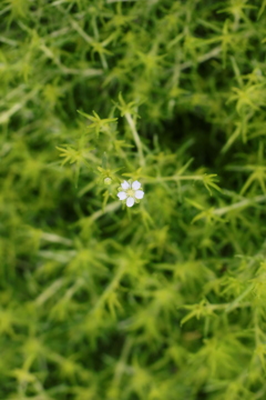 面としての植物
