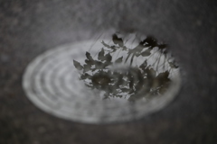 マンホール水溜り