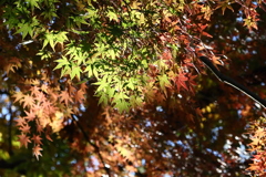 植物
