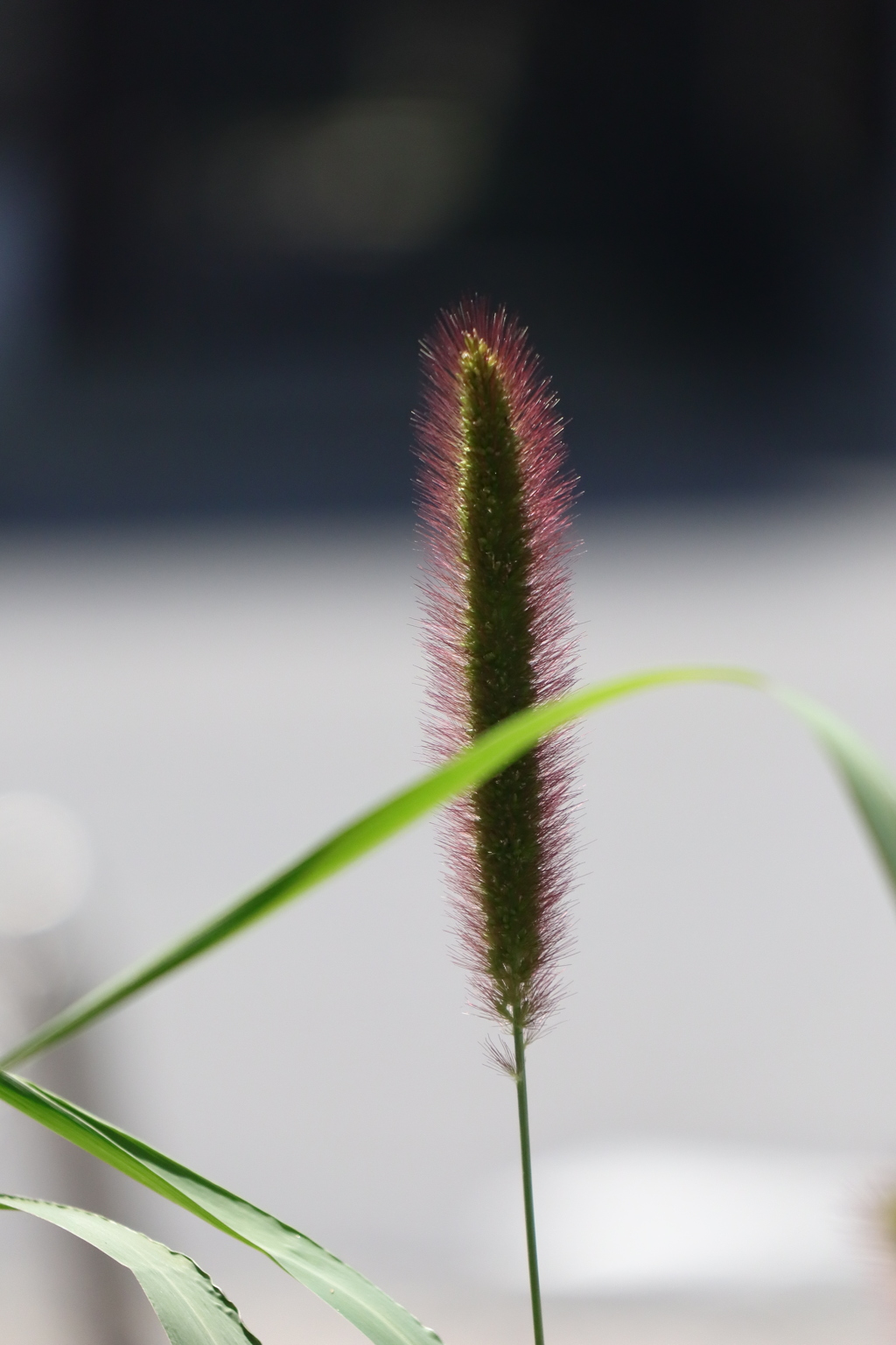 植物