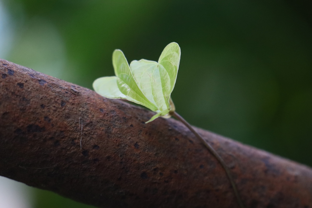 サビと植物