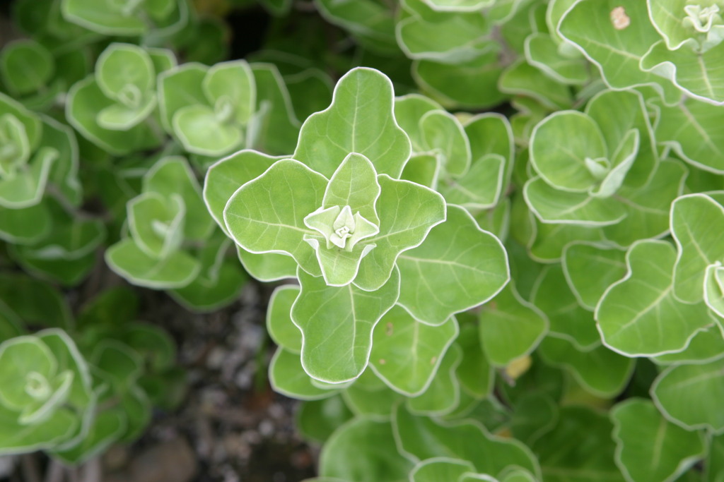 三浦海岸・植物