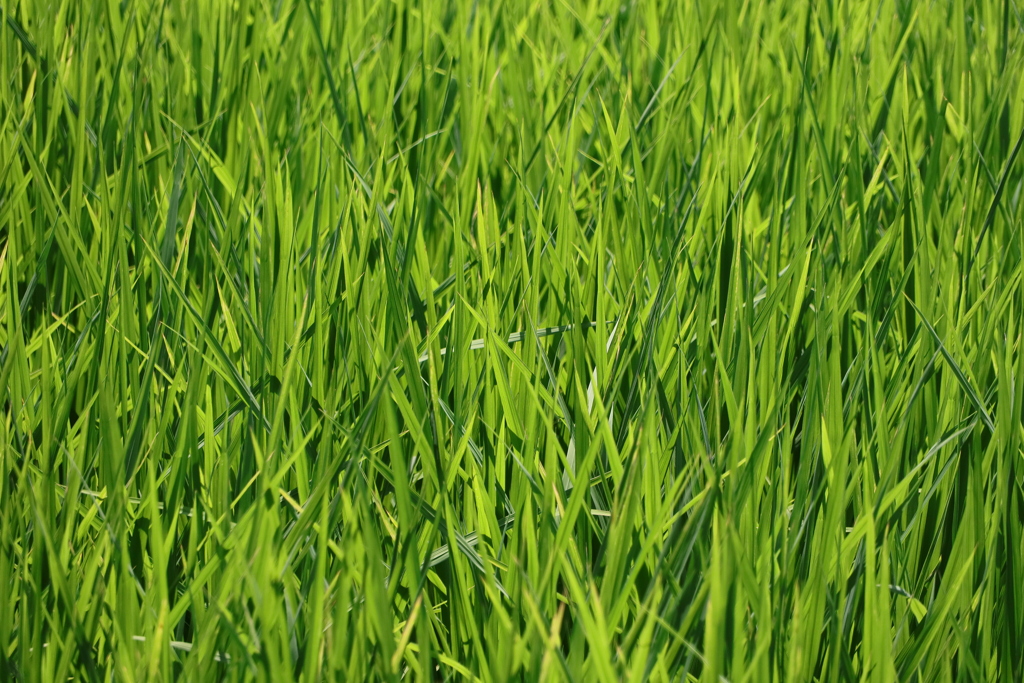 面としての植物