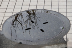 マンホール水溜り