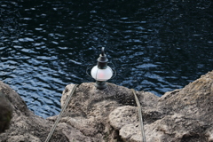 ディズニーシー