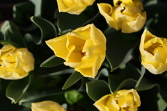 面としての植物