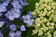 面としての植物