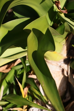 ディズニーシー